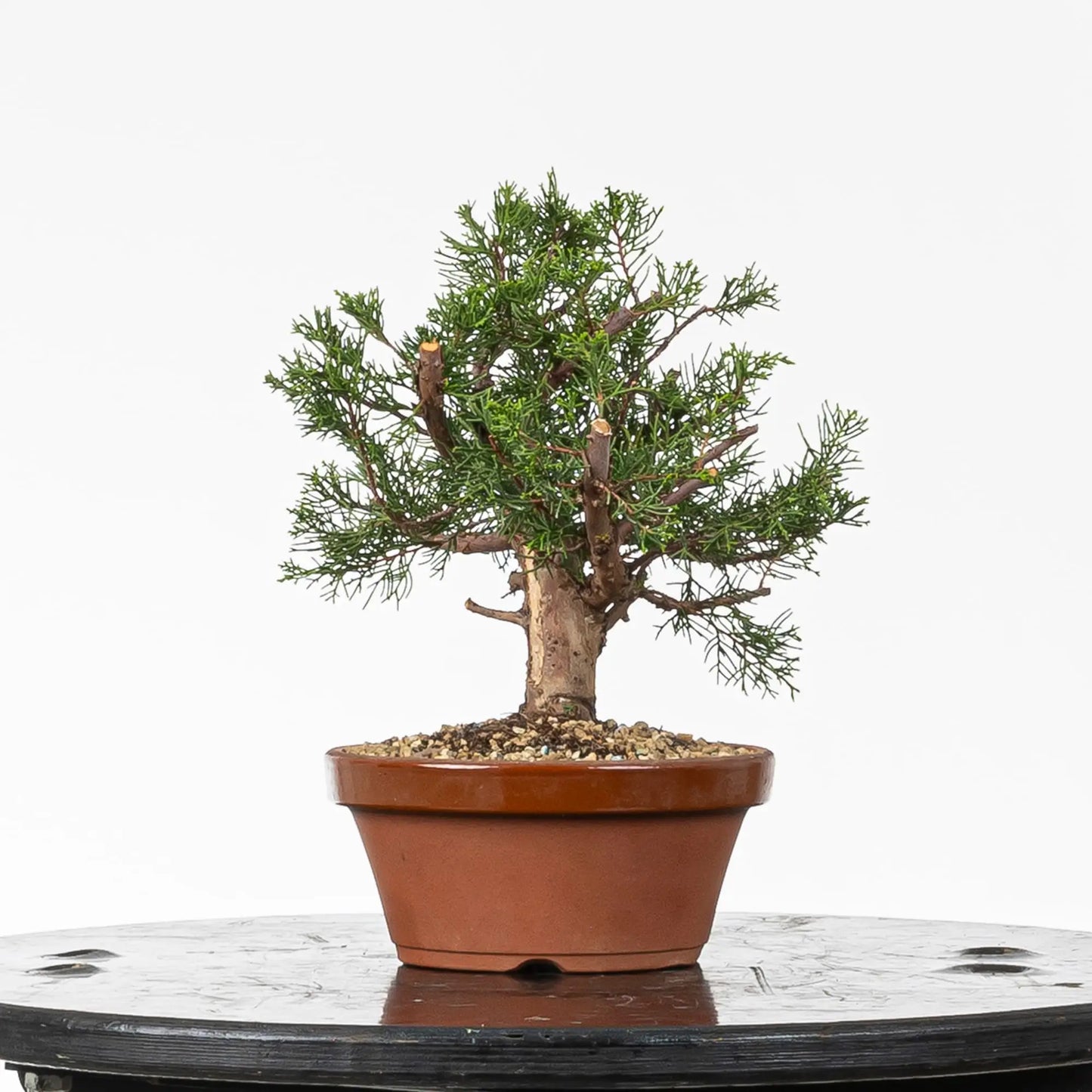 Cara derecha de bonsai de itoigawa