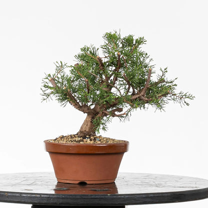 Cara trasera de bonsai de itoigawa