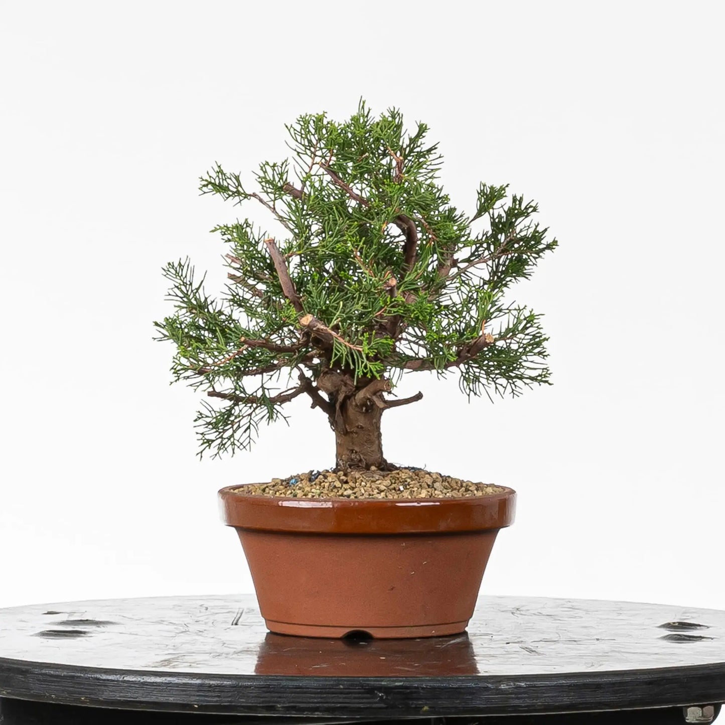 Cara izquierda de bonsai de itoigawa