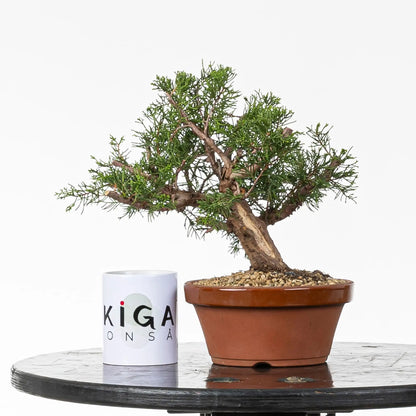Comparativa de tamaño de bonsai de itoigawa con una taza de café de la tienda ikigai bonsái.