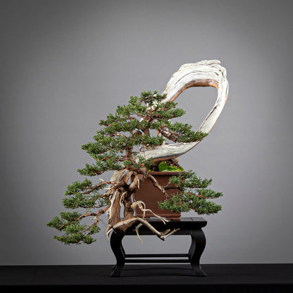 Bonsái yamadori de juniperus itoigawa en estilo semicascada tamaño kifu.