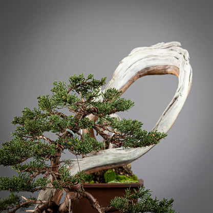 Detalle de apice de juniperus itoigawa
