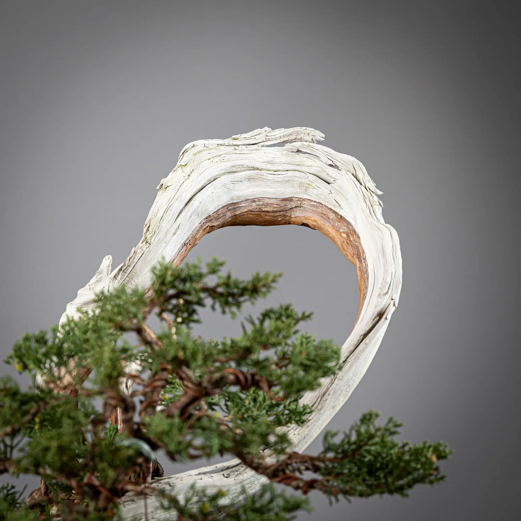 Detalle de shari de juniperus itoigawa