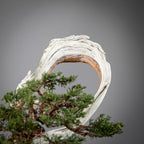 Detalle de shari de juniperus itoigawa