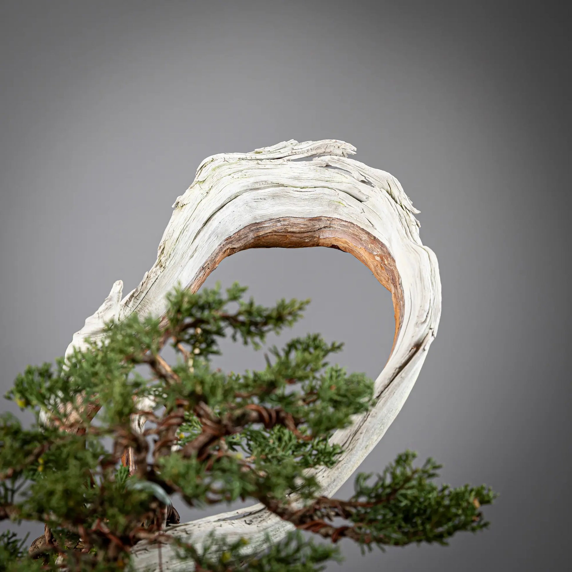 Detalle de shari de juniperus itoigawa