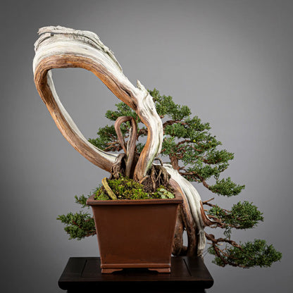 Detalle de nebari y curvas d ela cara trasera del juniperus itoigawa