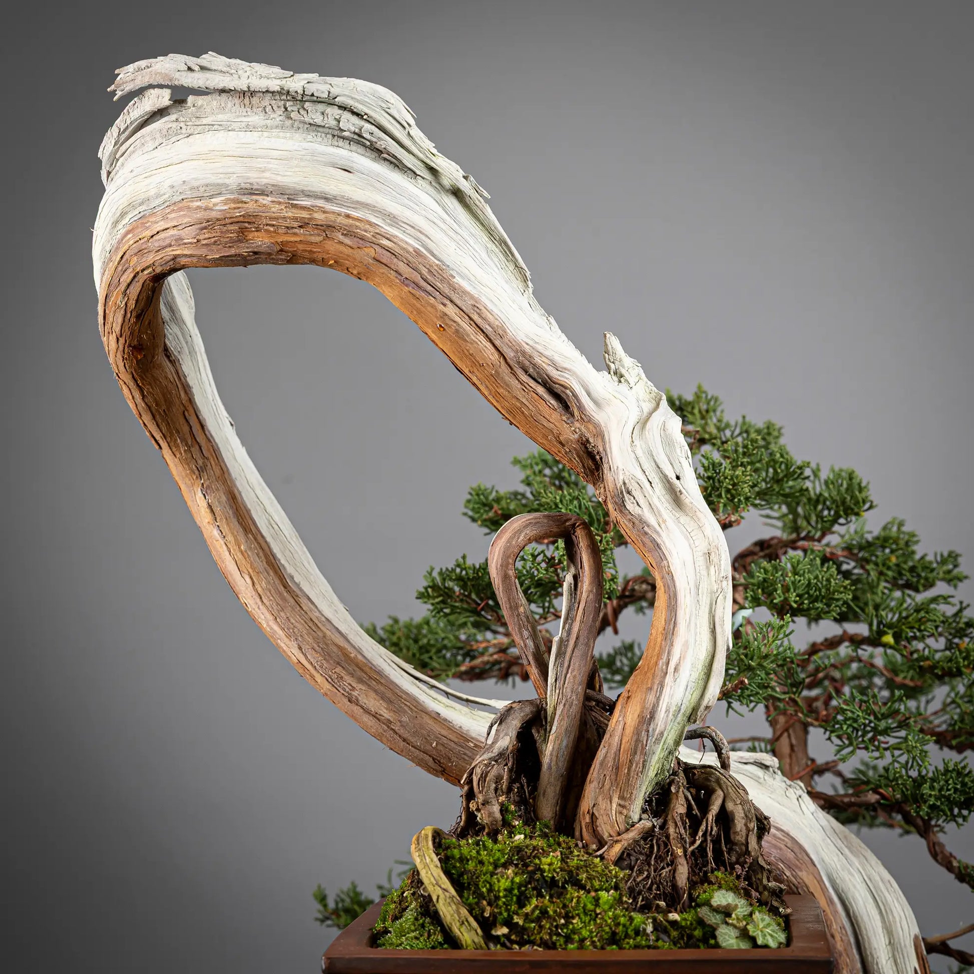 Detalle de nebari de juniperus itoigawa