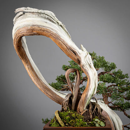 Detalle de nebari de juniperus itoigawa