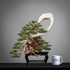 comparativa de tamaño de juniperus itoigawa de tamaño kifu con una taza de café de la tienda ikigai bonsái.