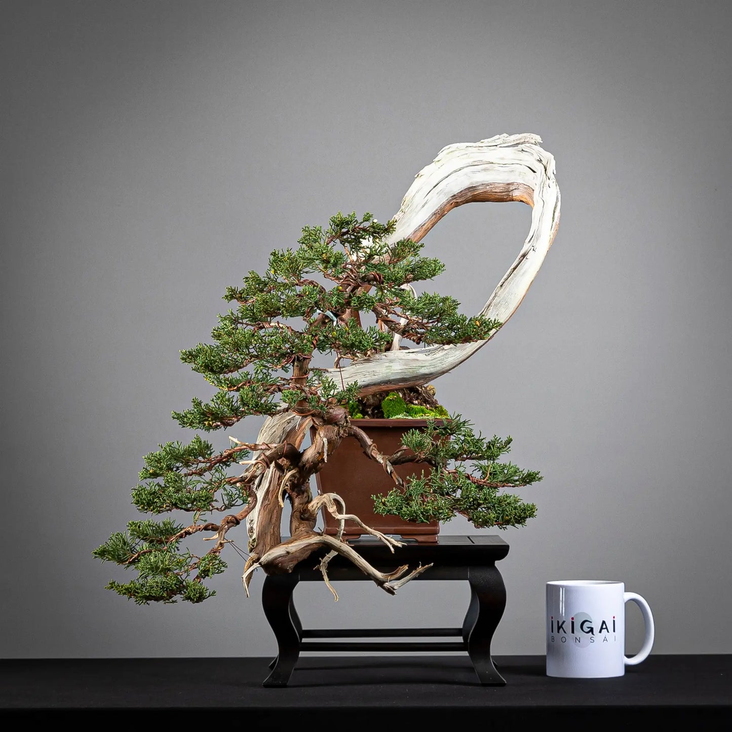 comparativa de tamaño de juniperus itoigawa de tamaño kifu con una taza de café de la tienda ikigai bonsái.