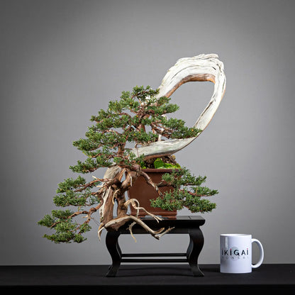 comparativa de tamaño de juniperus itoigawa de tamaño kifu con una taza de café de la tienda ikigai bonsái.