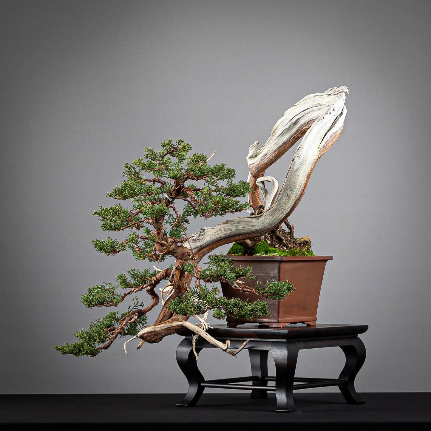 Detalle de posible frente de juniperus itoigawa