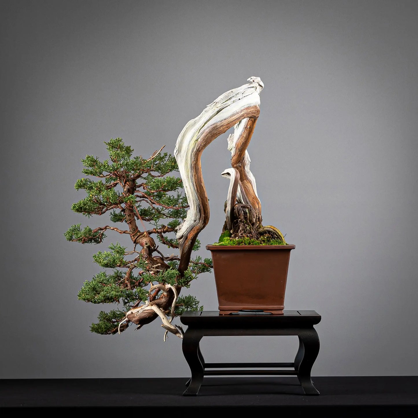 Cara derecha de bonsai de juniperus itoigawa