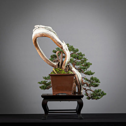 Cara trasera de bonsai de juniperus itoigawa