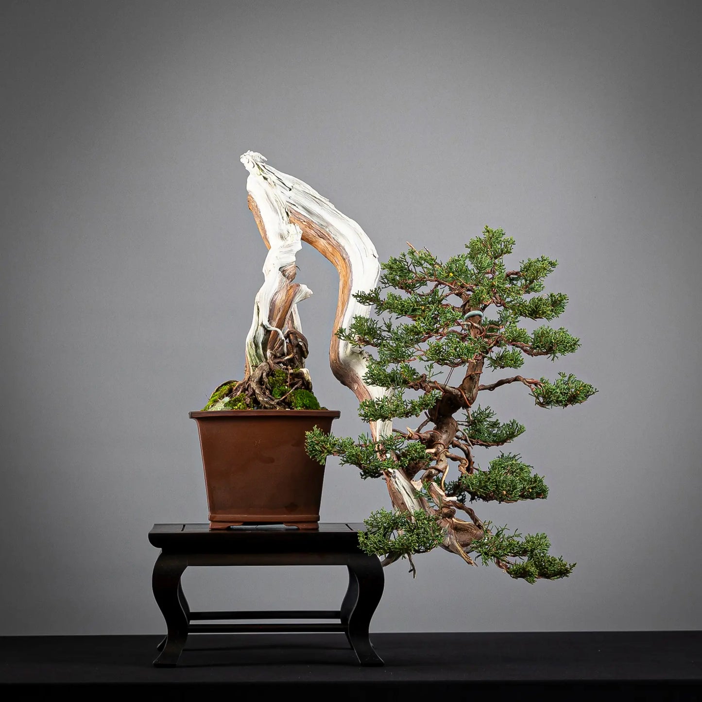 Cara izquierda de bonsai de juniperus itoigawa