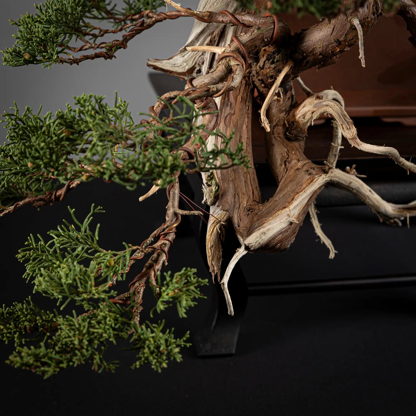 Detalle de codo de juniperus itoigawa