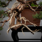 Detalle de codo y jines de juniperus itoigawa