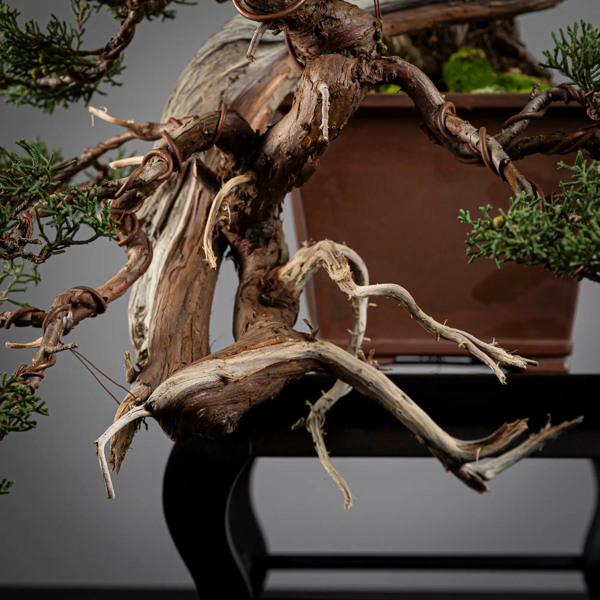 Detalle de codo y jines de juniperus itoigawa