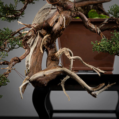 Detalle de codo y jines de juniperus itoigawa