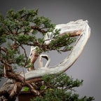 Detalle de codo con curvas y shari de juniperus itoigawa