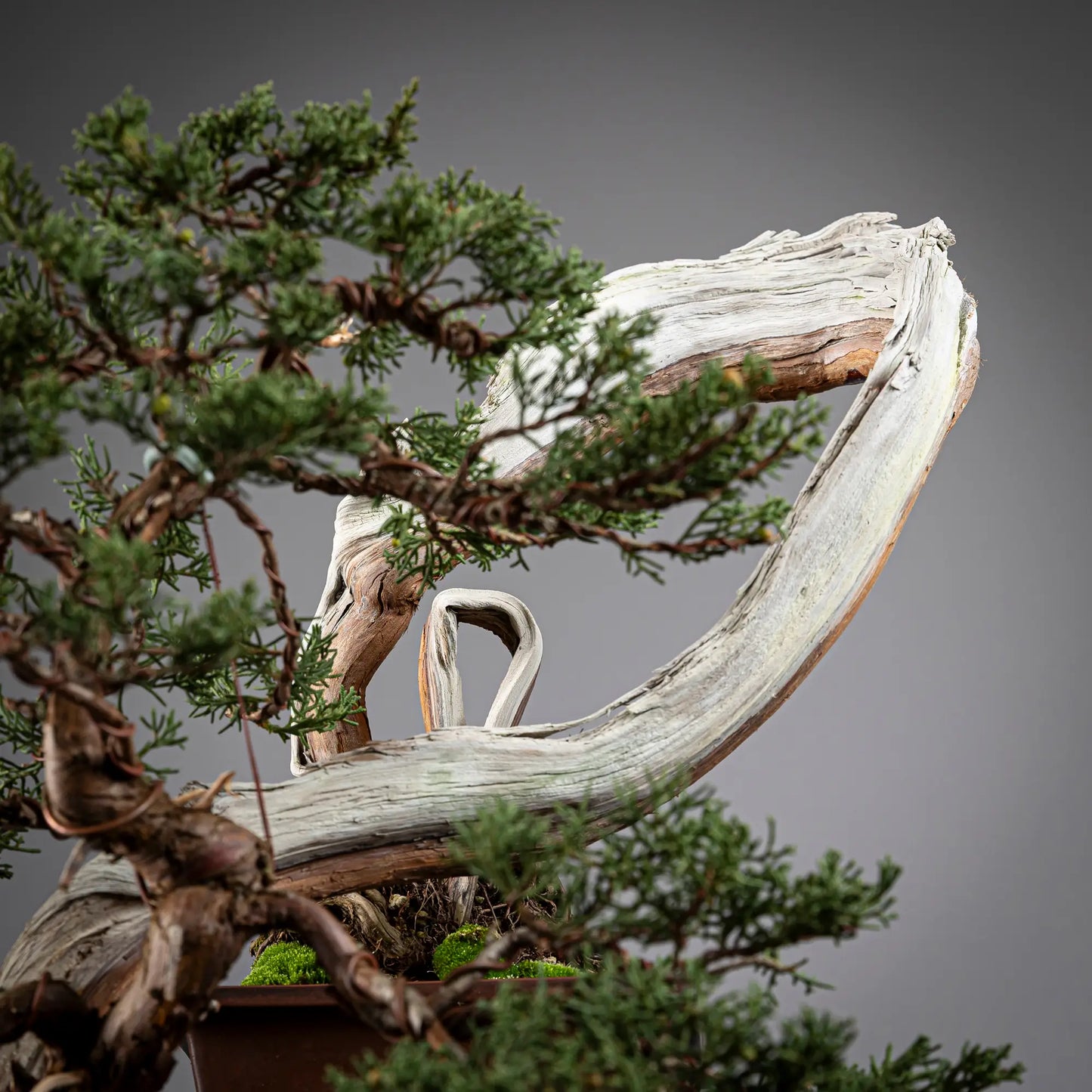 Detalle de codo con curvas y shari de juniperus itoigawa