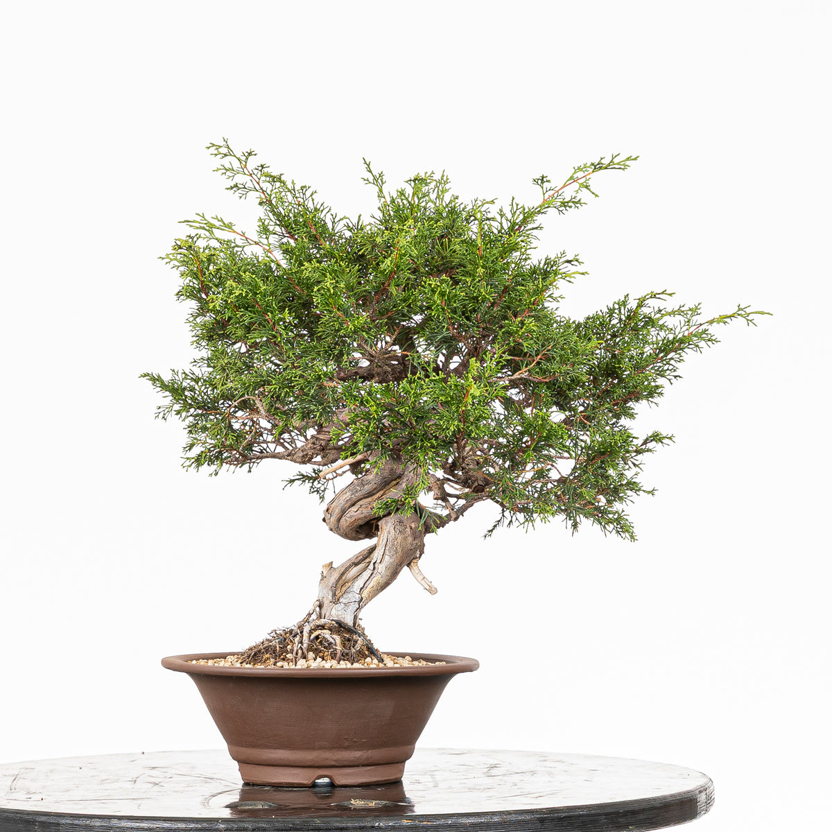 Bonsái - Itoigawa (Juniperus chinensis)