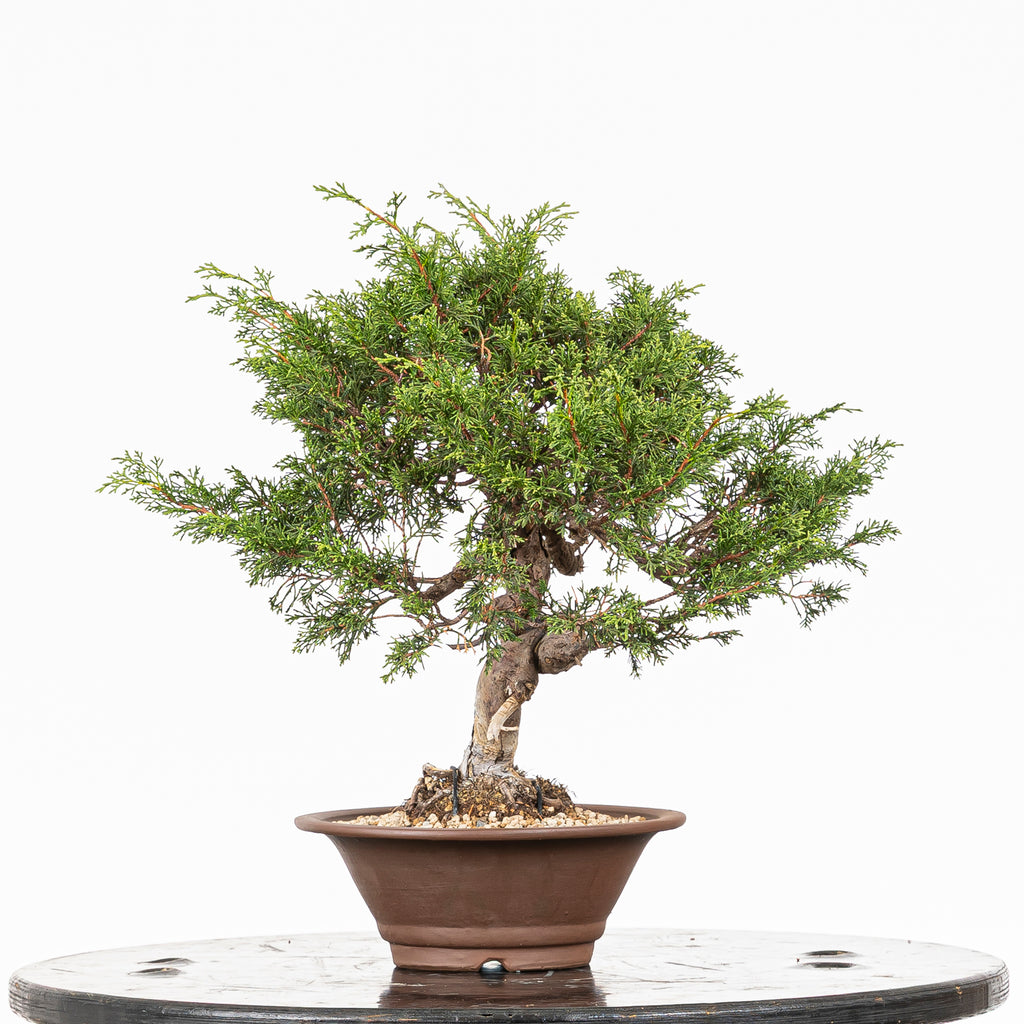 Bonsái - Itoigawa (Juniperus chinensis)