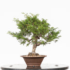 Bonsái - Itoigawa (Juniperus chinensis)
