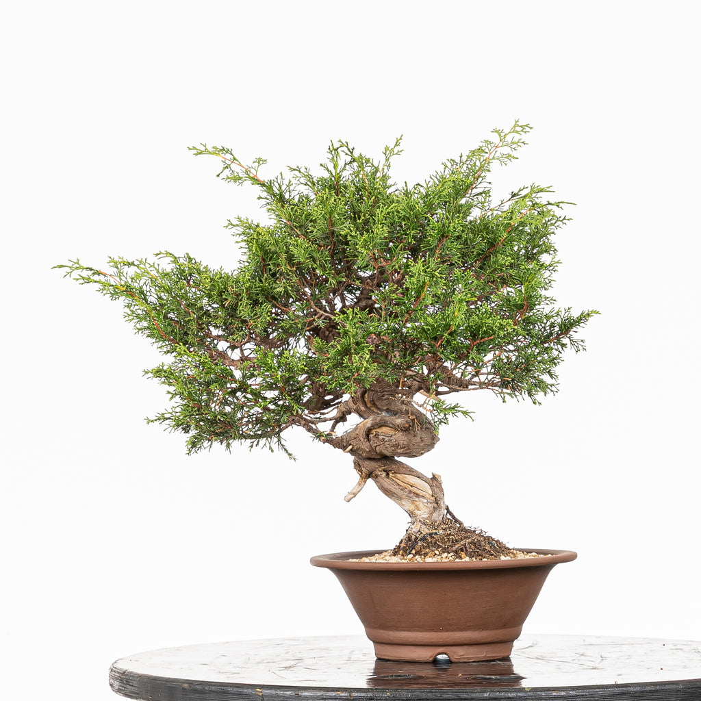 Bonsái - Itoigawa (Juniperus chinensis)