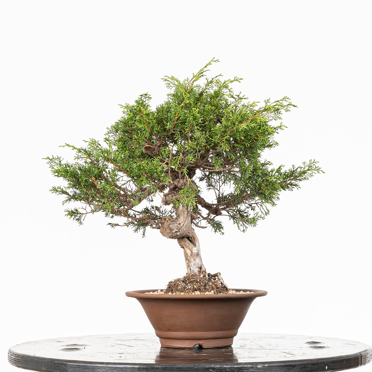 Bonsái - Itoigawa (Juniperus chinensis)