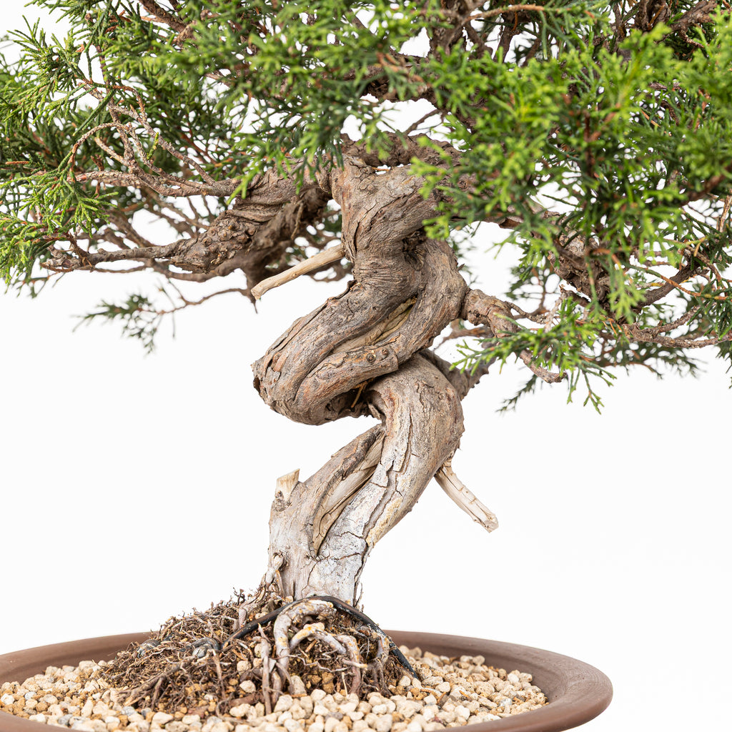 Bonsái - Itoigawa (Juniperus chinensis)