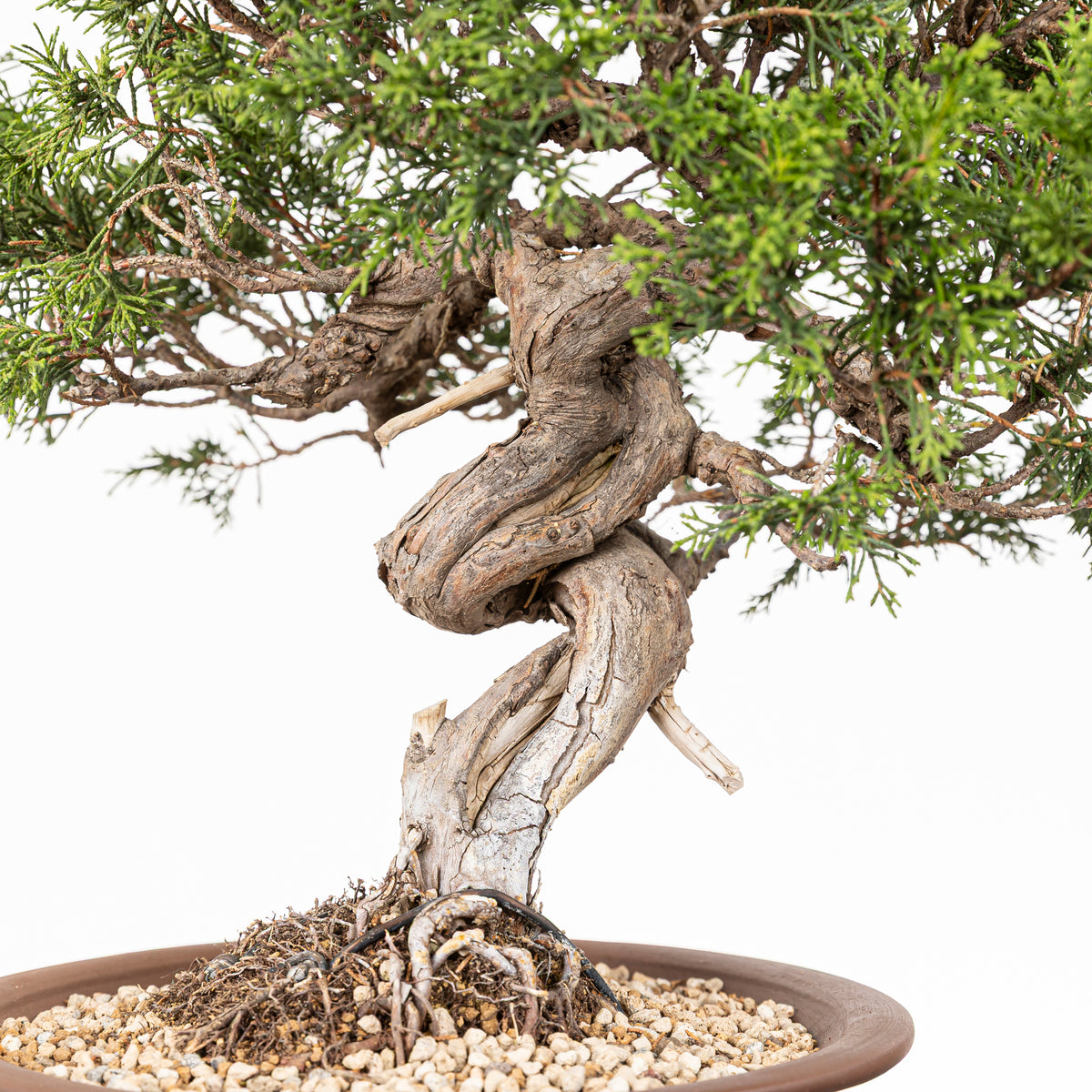 Bonsái - Itoigawa (Juniperus chinensis)
