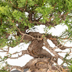 Bonsái - Itoigawa (Juniperus chinensis)