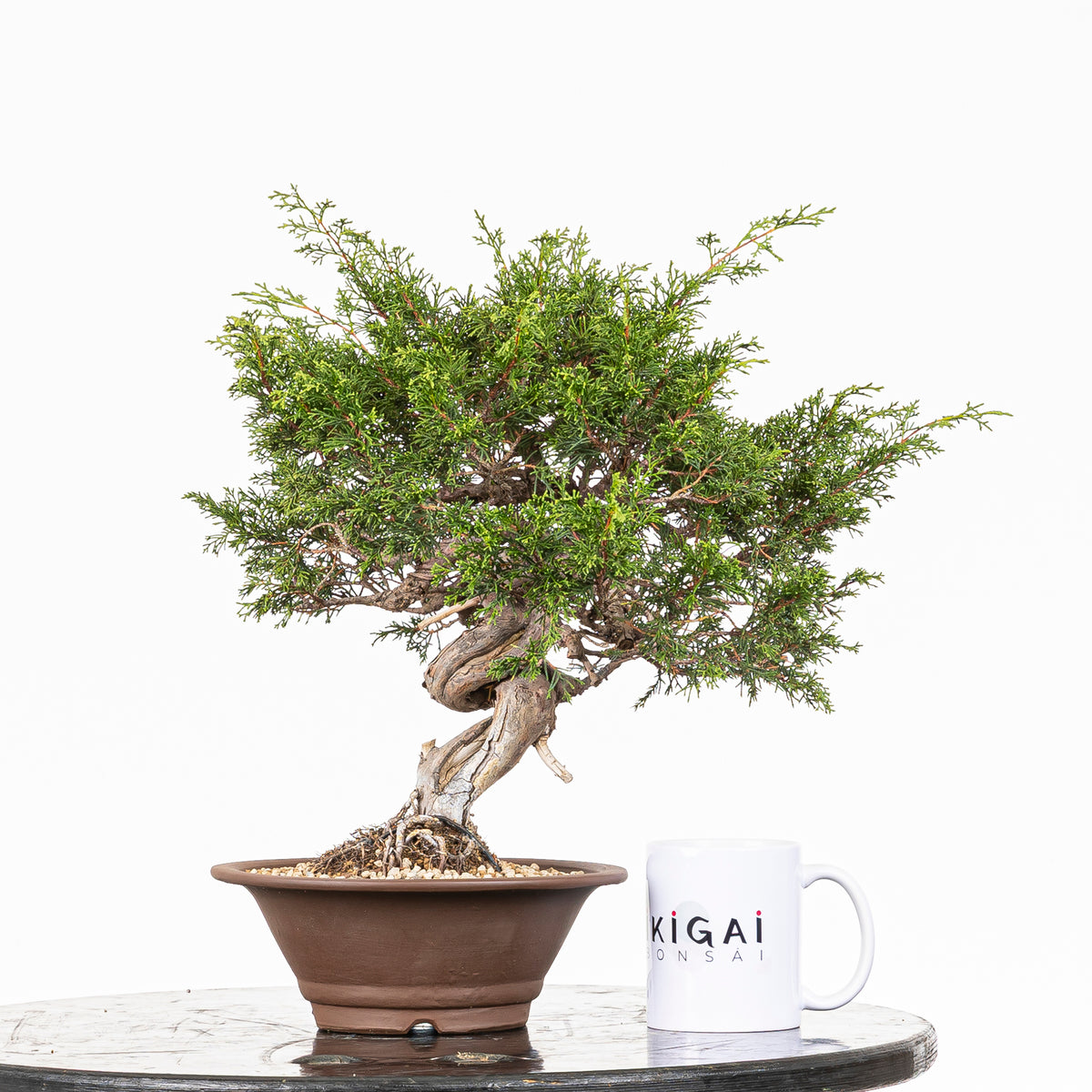Bonsái - Itoigawa (Juniperus chinensis)
