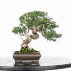 Juniperus chinensis 'Kishu'