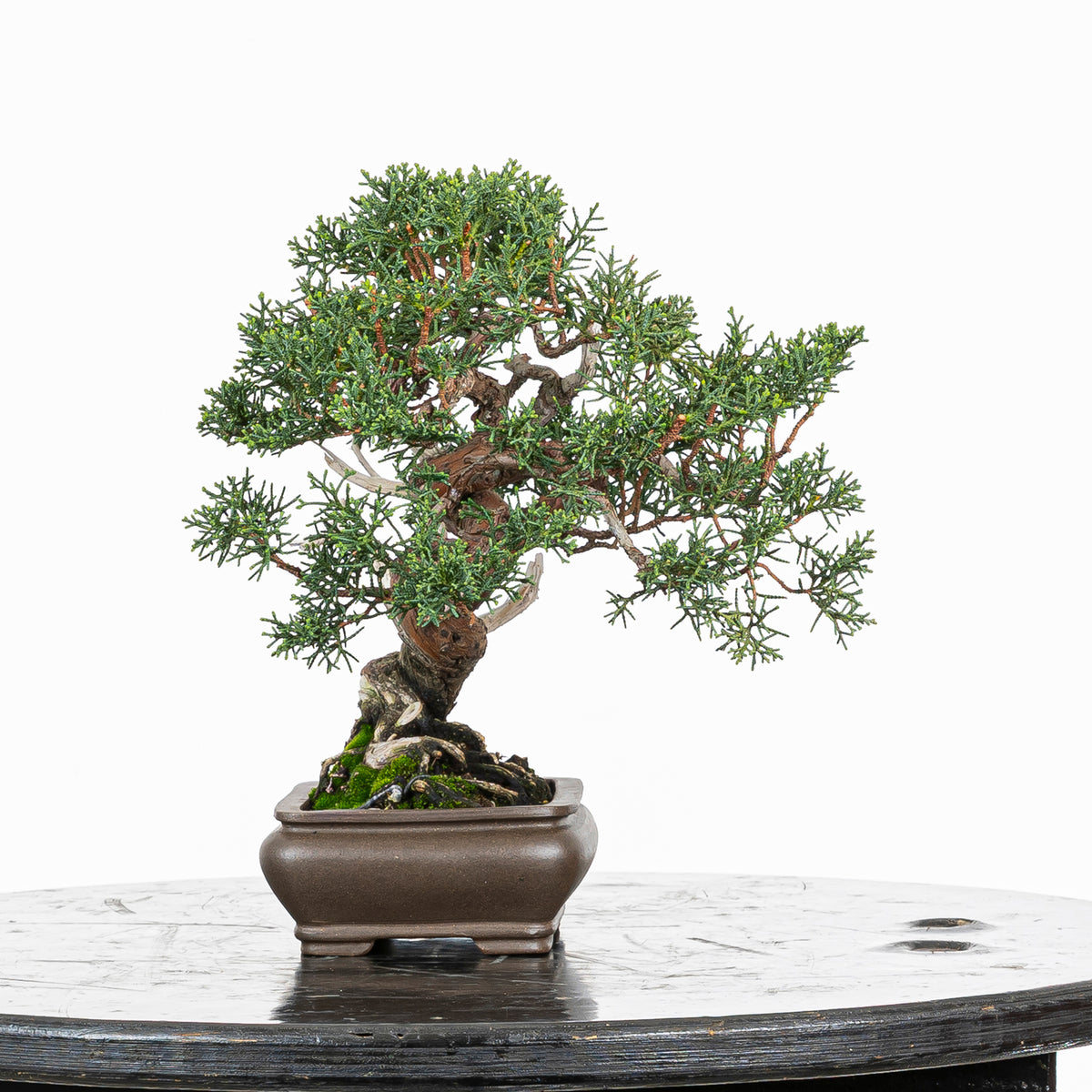 Juniperus chinensis 'Kishu'