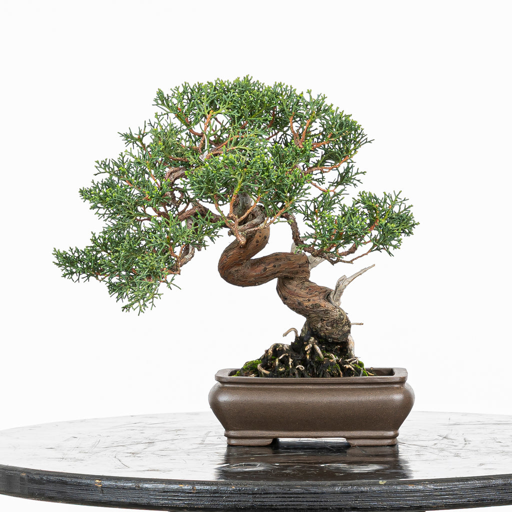 Juniperus chinensis 'Kishu'