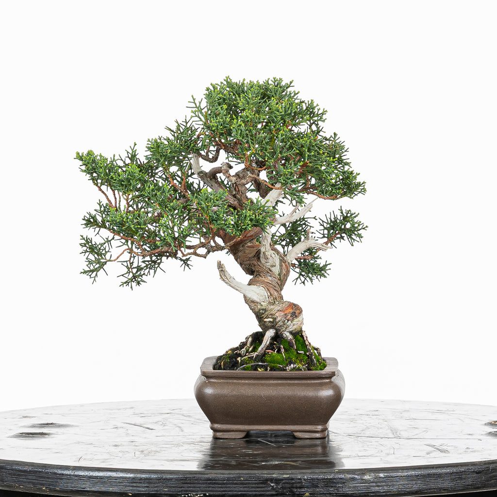 Juniperus chinensis 'Kishu'