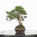 Juniperus chinensis 'Kishu'