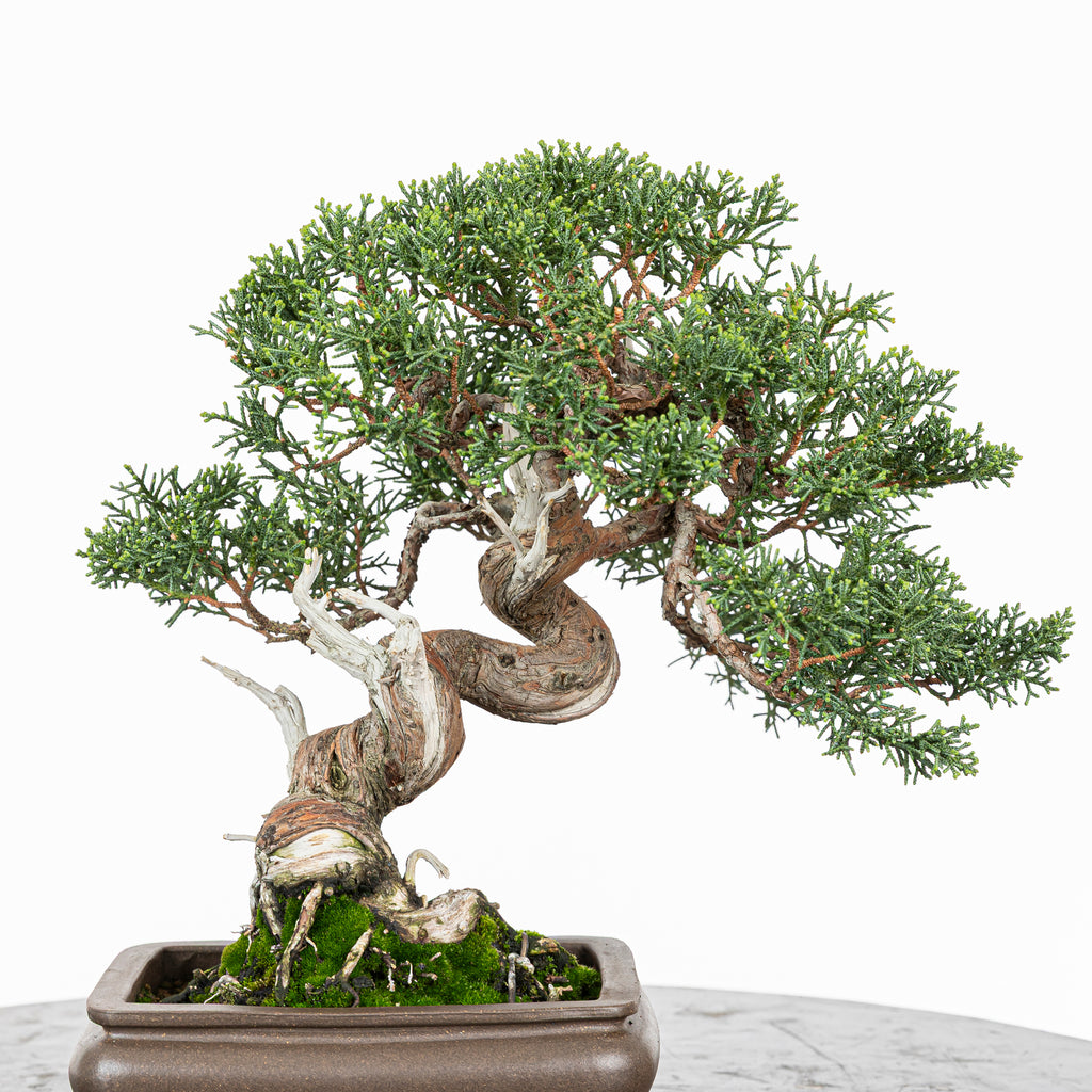 Juniperus chinensis 'Kishu'