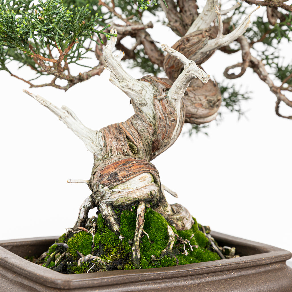 Juniperus chinensis 'Kishu'