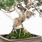 Juniperus chinensis 'Kishu'