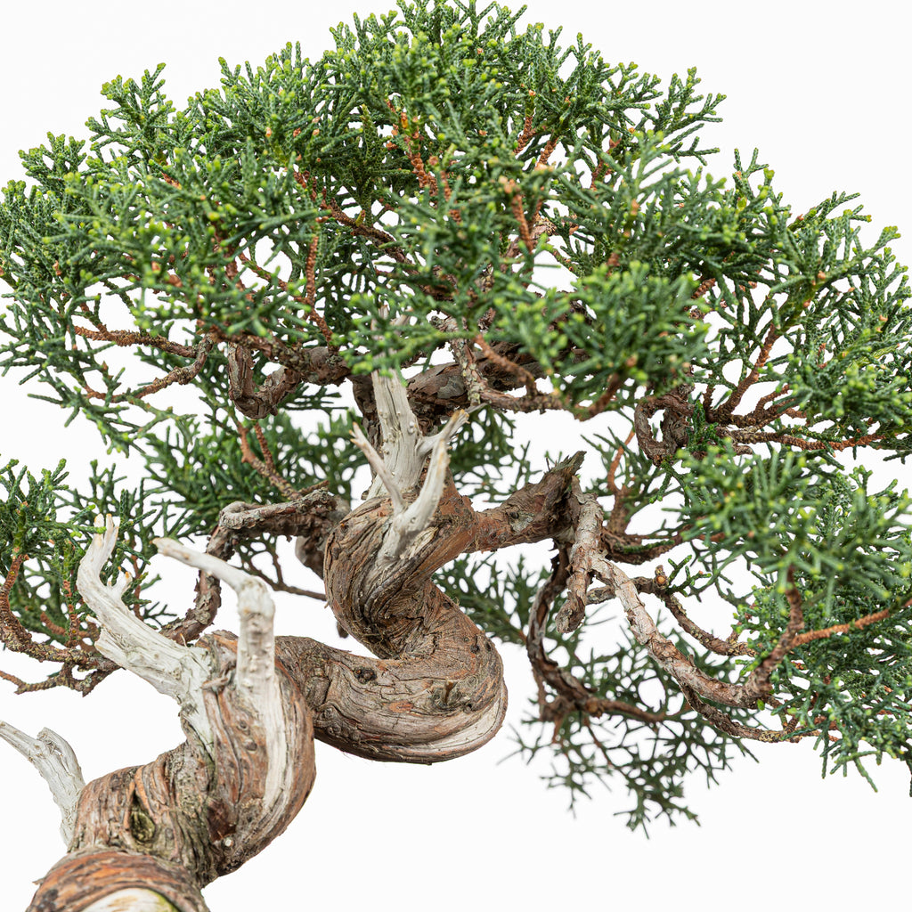 Juniperus chinensis 'Kishu'