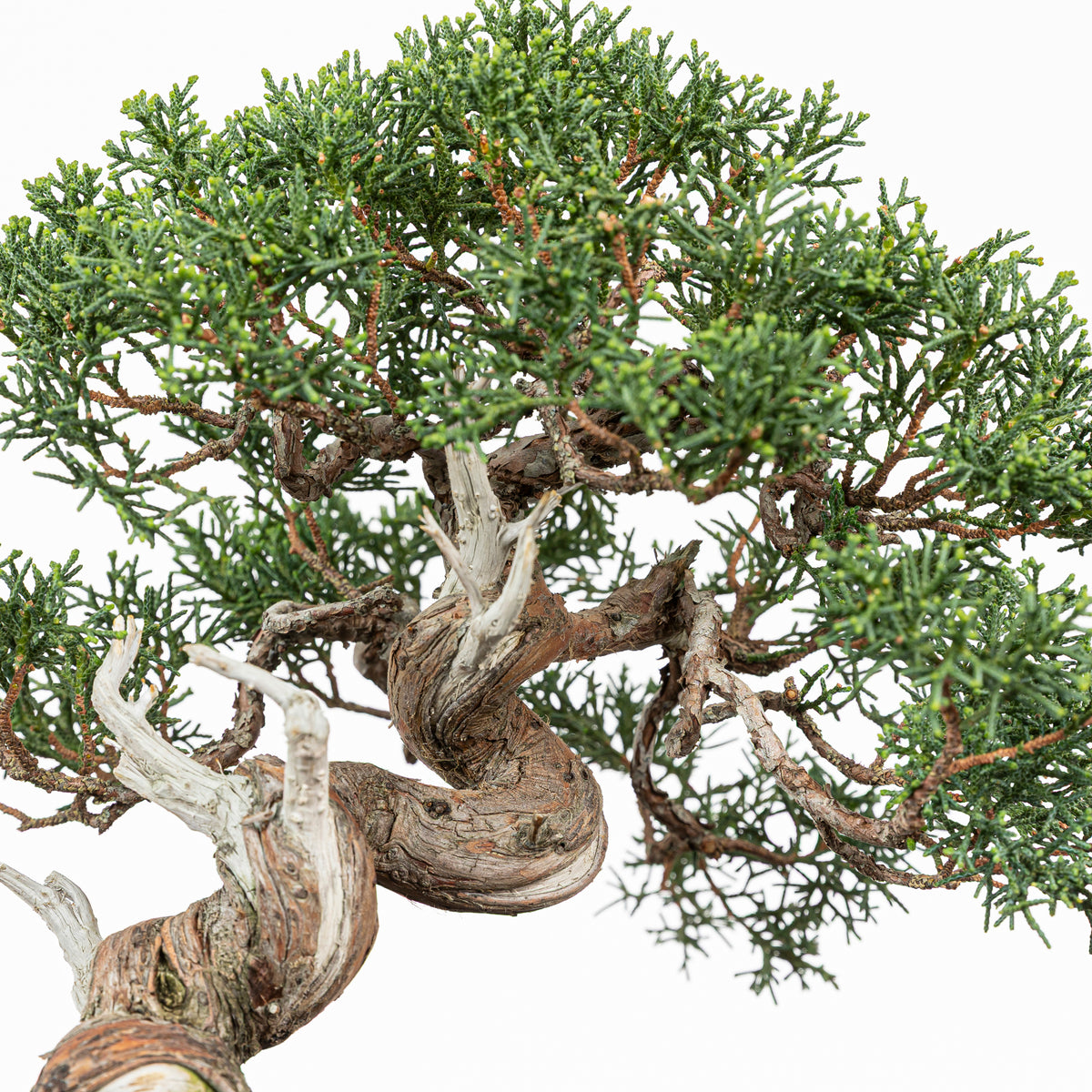 Juniperus chinensis 'Kishu'