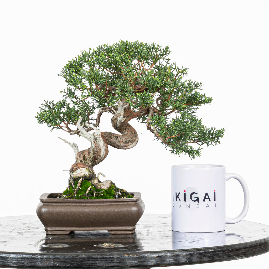 Juniperus chinensis 'Kishu'