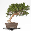 JUNIPERUS SABINA