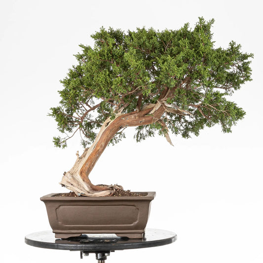 Bonsai yamadori de junperus sabina tamaño dai estilo moyogi
