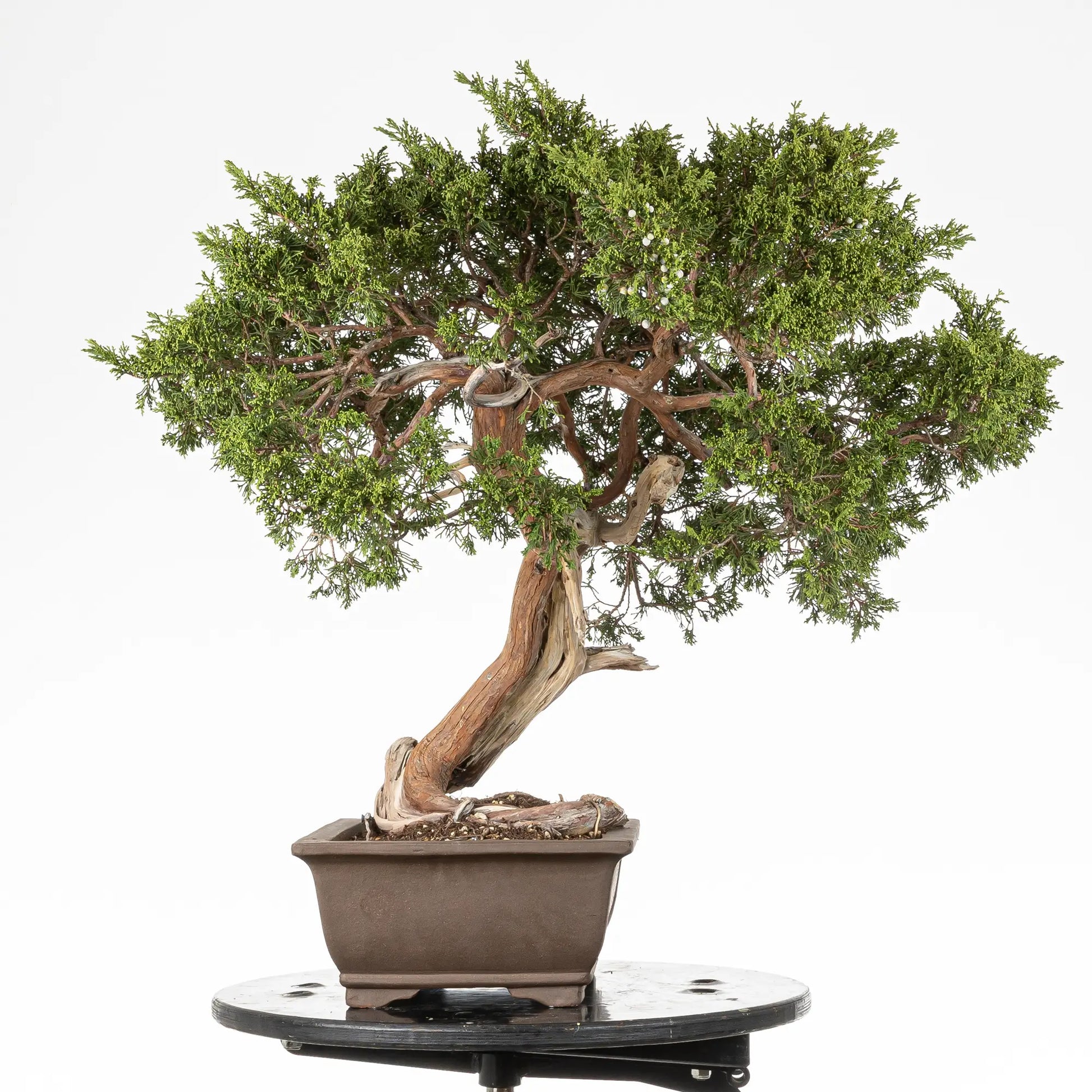 Cara derecha de bonsai yamadori de juniperus sabina tamaño dai 
