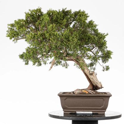 cara trasera de juniperus sabina