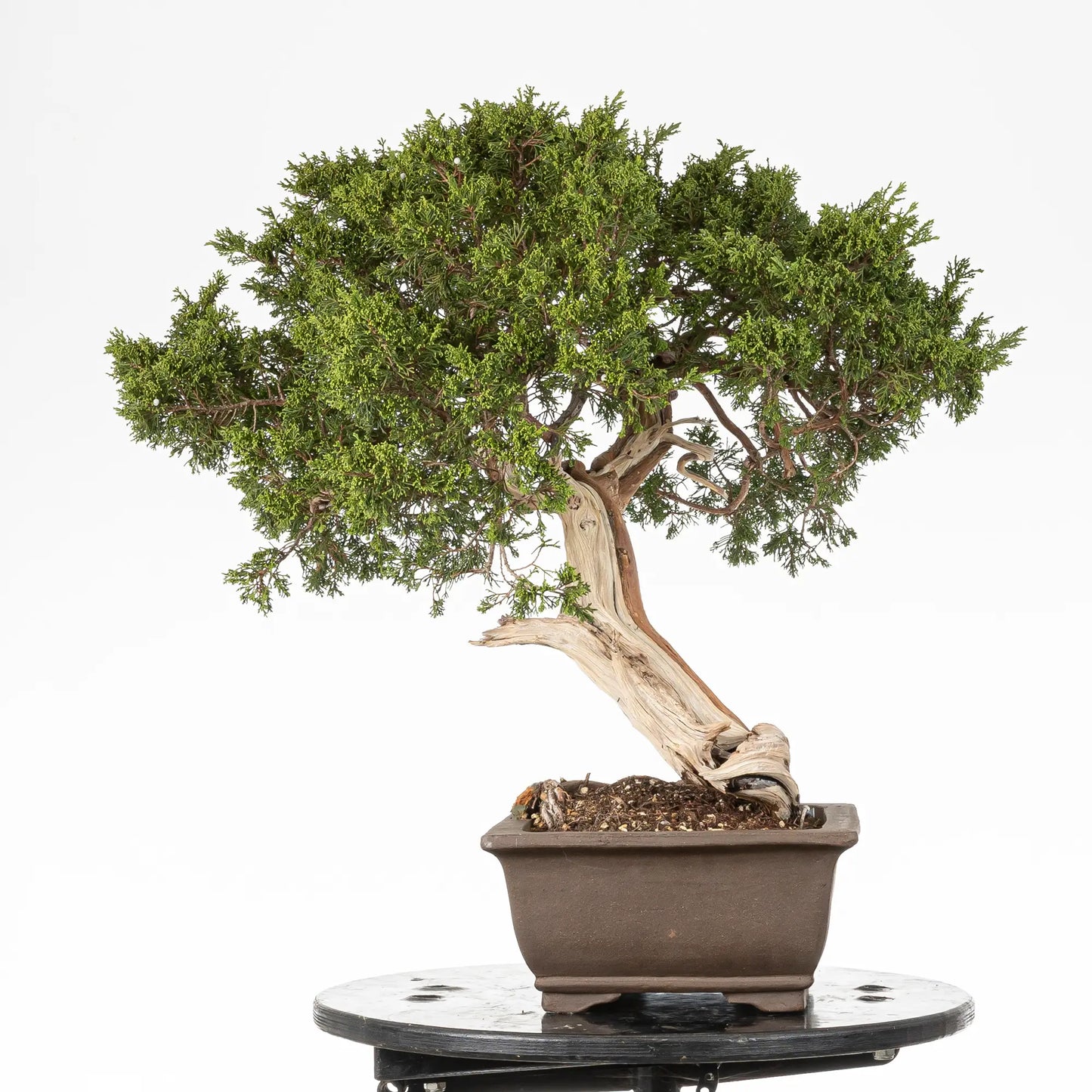 Cara izquierda de bonsai yamadori de juniperus sabina